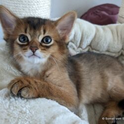 Somali-Katzen - Katzenzucht - Oberösterreich