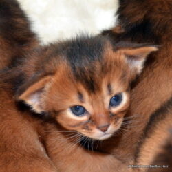 Somali-Katzen - Katzenzucht - Oberösterreich