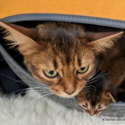 Somali-Katzen - Katzenzucht - Oberösterreich