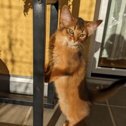 Somali-Katzen - Katzenzucht - Oberösterreich